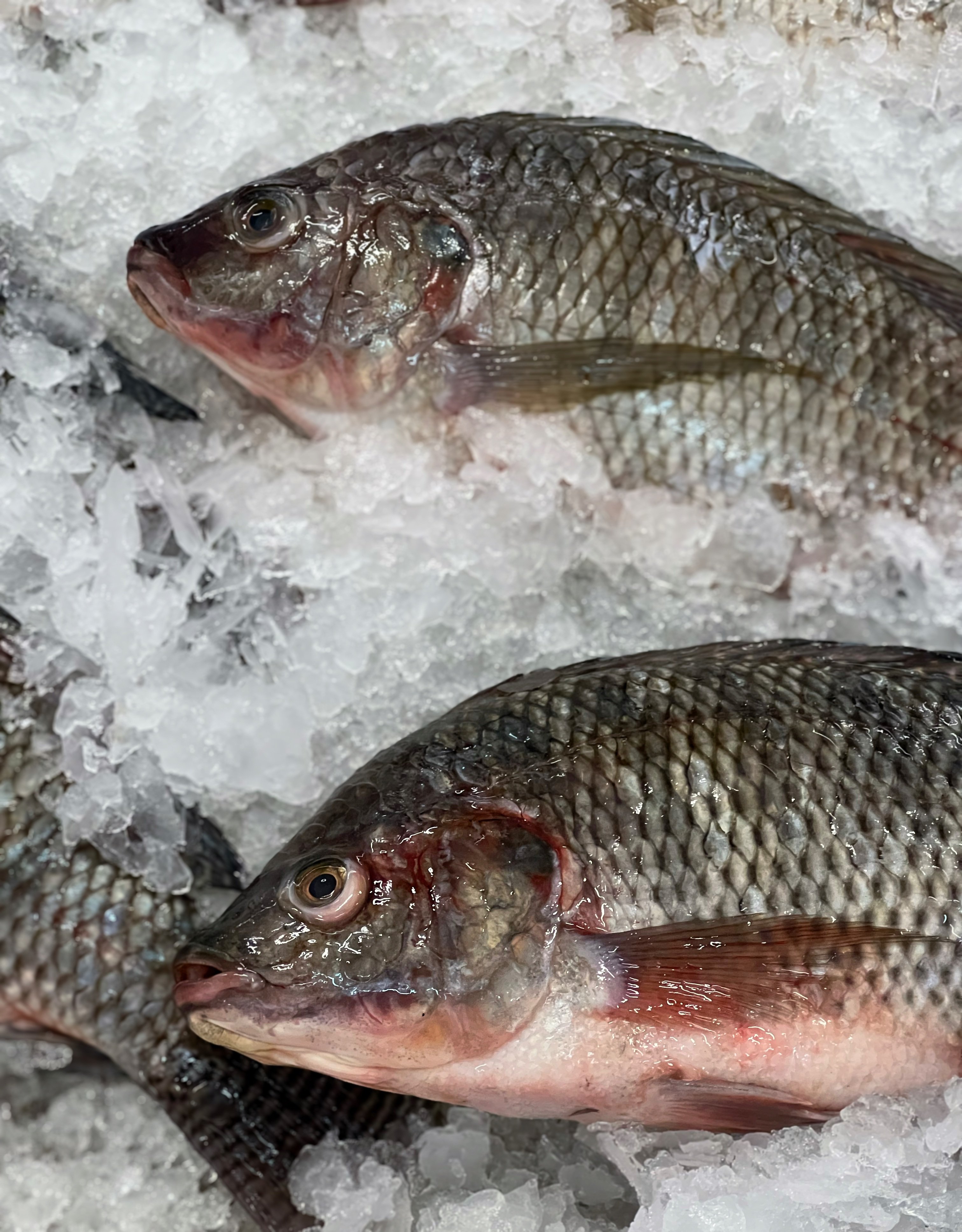 Thiof frais entier